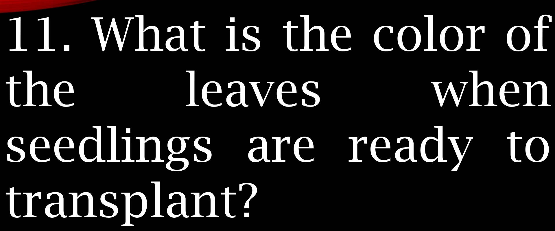 What is the color of 
the leaves when 
seedlings are ready to 
transplant?