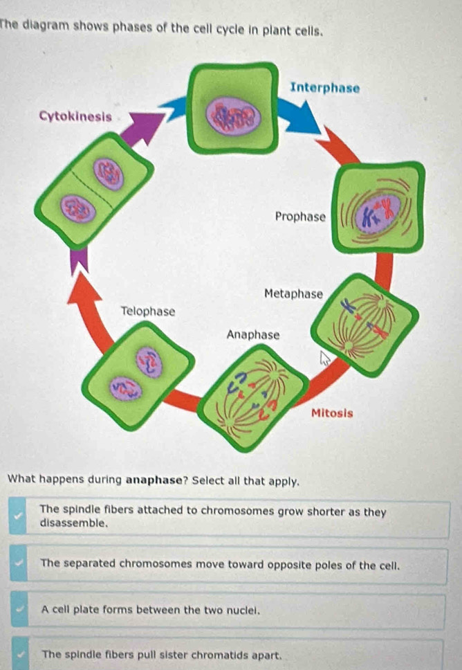 Solved: The diagram shows phases of the cell cycle in plant cells. What ...