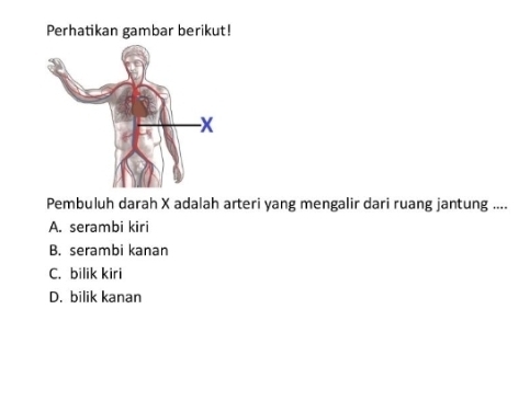 Perhatikan gambar berikut!
Pembuluh darah X adalah arteri yang mengalir dari ruang jantung ....
A. serambi kiri
B. serambi kanan
C. bilik kiri
D. bilik kanan