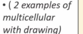 ( 2 examples of 
multicellular 
with drawing)