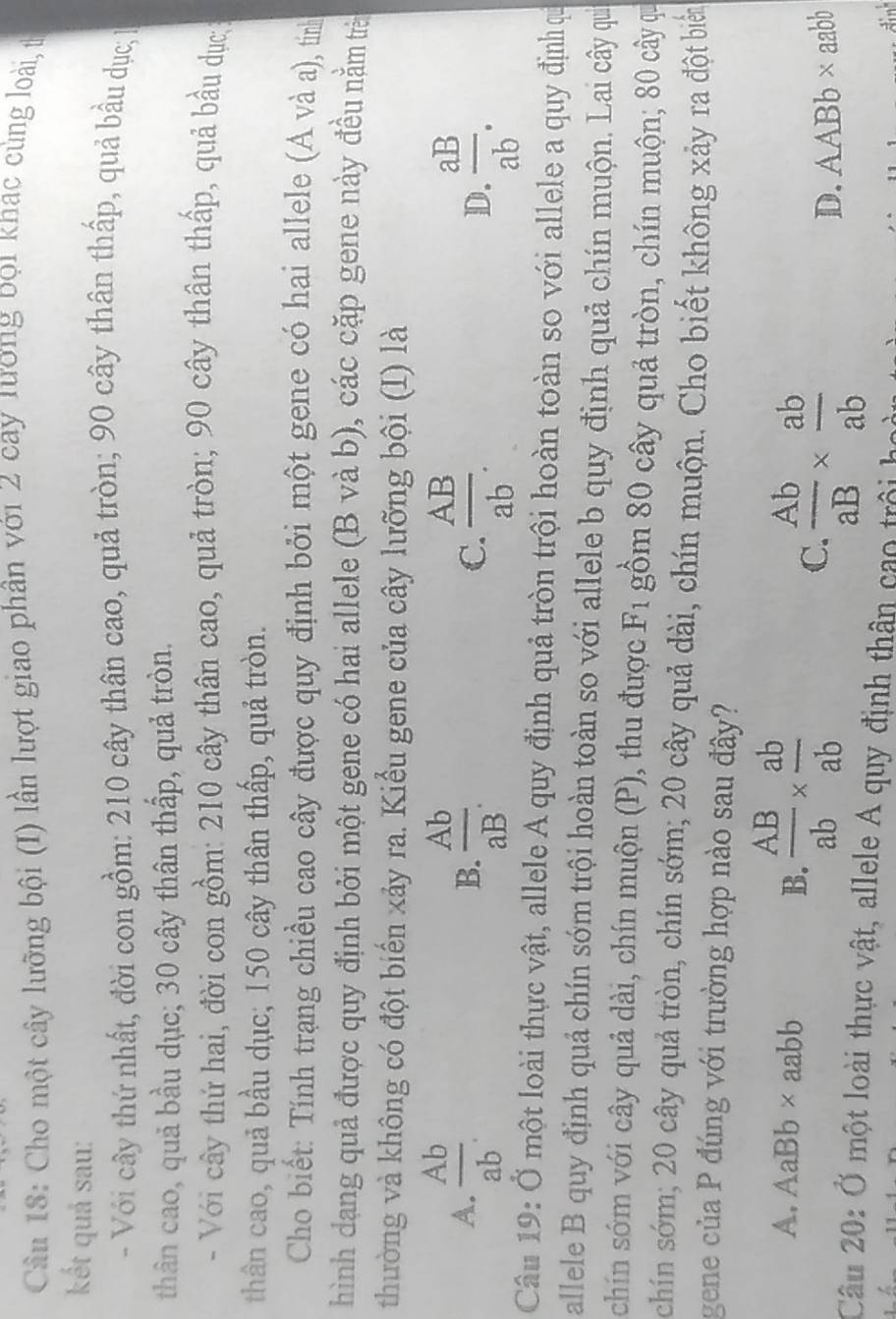 Cho một cây lưỡng bội (I) lần lượt giao phân với 2 cay lương đọi khac cùng loài, t
kết quả sau:
- Với cây thứ nhất, đời con gồm: 210 cây thân cao, quả tròn; 90 cây thân thấp, quả bầu dục; 1
thân cao, quả bầu dục; 30 cây thân thấp, quả tròn.
- Với cây thứ hai, đời con gồm: 210 cây thân cao, quả tròn; 90 cây thân thấp, quả bầu dục
thân cao, quả bầu dục; 150 cây thân thấp, quả tròn.
Cho biết: Tính trạng chiều cao cây được quy định bởi một gene có hai allele (A và a), tính
hình dạng quả được quy định bởi một gene có hai allele (B và b), các cặp gene này đều nằm trè
thường và không có đột biến xảy ra. Kiểu gene của cây lưỡng bội (I) là
A.  Ab/ab .  Ab/aB .  AB/ab .  aB/ab .
B.
C.
D.
Câu 19: Ở một loài thực vật, allele A quy định quả tròn trội hoàn toàn so với allele a quy định qi
allele B quy định quả chín sớm trội hoàn toàn so với allele b quy định quả chín muộn. Lai cây qui
chín sớm với cây quả dài, chín muộn (P), thu được F_1 gồm 80 cây quả tròn, chín muộn; 80 cây qu
chín sớm; 20 cây quả tròn, chín sớm; 20 cây quả dài, chín muộn. Cho biết không xảy ra đột biển
gene của P đúng với trường hợp nào sau đây?
A. AaBb* aabb
B.  AB/ab *  ab/ab 
C.  Ab/aB *  ab/ab 
D. AABb×aabb
Câu 20: Ở một loài thực vật, allele A quy định thân cao trội h