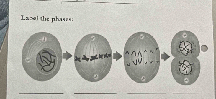 Label the phases: 
_ 
_ 
_ 
_