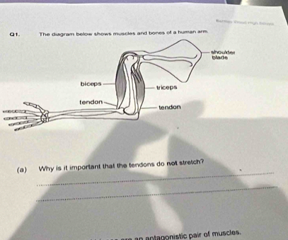 Beffies Vriod truh Bénoal 
Q1. The diagram below shows muscles and bones of a human arm 
_ 
(a) Why is it important that the tendons do not stretch? 
_ 
an antagonistic pair of muscles.