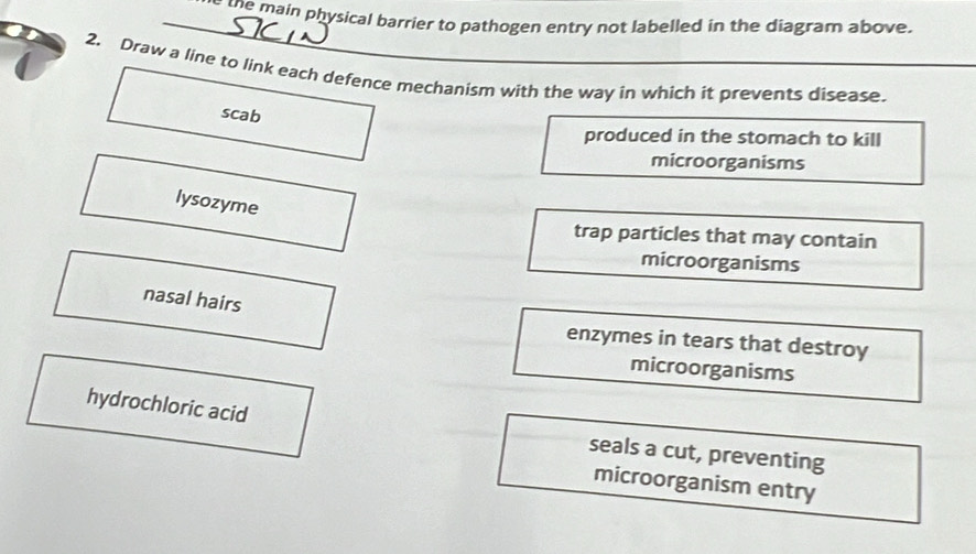 the main physical barrier to pathogen entry not labelled in the diagram above.
2. Draw a line to link each defence mechanism with the way in which it prevents disease.
scab
produced in the stomach to kill
microorganisms
lysozyme
trap particles that may contain
microorganisms
nasal hairs
enzymes in tears that destroy
microorganisms
hydrochloric acid
seals a cut, preventing
microorganism entry