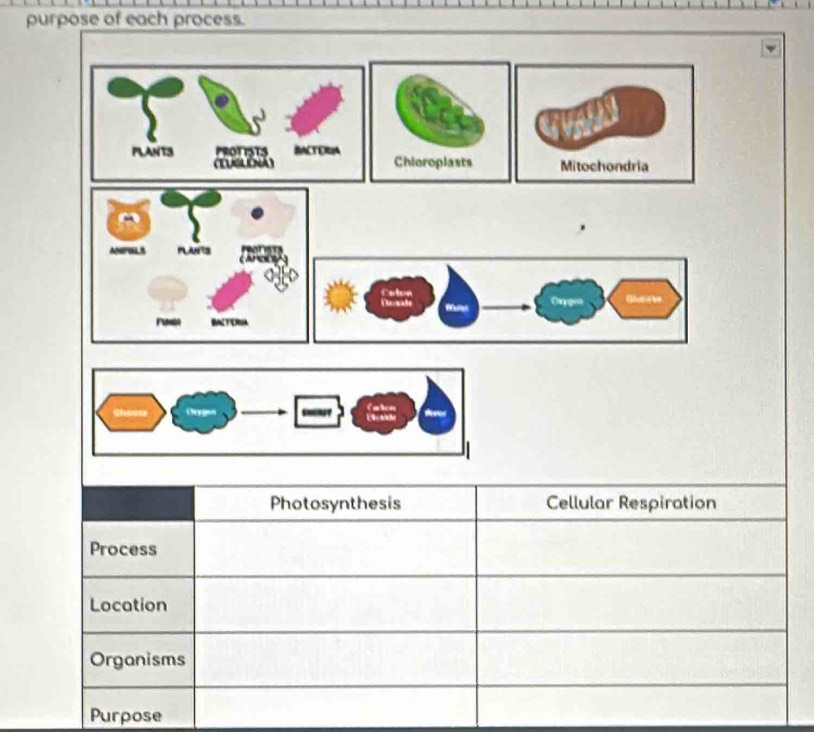 purpose of each process.
Orygen Caben U W tão
Photosynthesis Cellular Respiration
Process
Location
Organisms
Purpose