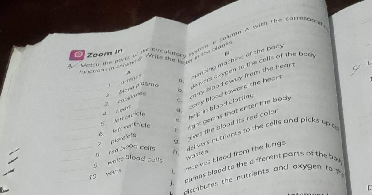 A Match the parton a Wil ulatory system facalumn A with the correspondin
_
。 Zoom In
B
junctions in column B Write the letter in the blanks
_
1
delivers oxygen to the cells of the body
A
1. arteries
pumping machine of the bod
carry blood away from the hear
_2. blood plasma
3. capillaries
4. heart
carry blood toward the heart
gives the blood its red colo j
5. left auricle
help in blood clotting
_
_
_7. platelets 6. left ventricle fight germs that enter the body
_8. red blood cells
h delivers nutrients to the cells and picks up c
_
receives blood from the lungs
_9. white blood cells
wastes
_
j. pumps blood to the different parts of the bod
10. veins
distributes the nutrients and oxygen to th
C