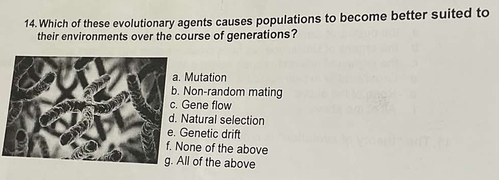 Which of these evolutionary agents causes populations to become better suited to
their environments over the course of generations?
Mutation
Non-random mating
Gene flow
atural selection
enetic drift
one of the above
l of the above