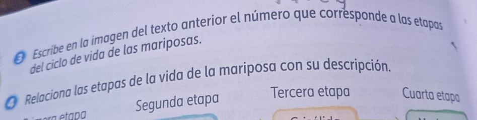 Escribe en la imagen del texto anterior el número que corresponde a las etapas
del ciclo de vida de las mariposas.
Relaciona las etapas de la vida de la mariposa con su descripción.
etada Segunda etapa
Tercera etapa Cuarta etapa