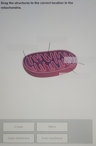 Drag the structures to the correct location in the
mitochondria.
a
Nalbal UNR
Cristae Matrix
Outer membrane Inner membrane