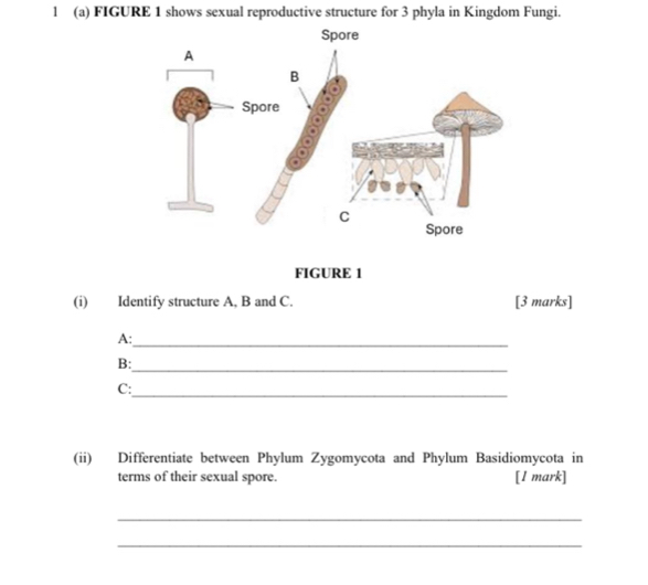 FIGURE 1 shows sexual reproductive structure for 3 phyla in Kingdom Fungi. 
FIGURE 1 
(i) Identify structure A, B and C. [3 marks] 
A:_ 
_ 
B: 
_ 
C: 
(ii) Differentiate between Phylum Zygomycota and Phylum Basidiomycota in 
terms of their sexual spore. [l mark] 
_ 
_