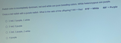 Radish color is incompletely dominant, red and white are pure breeding colors. While heterozygous are purplie.
Crsss a red radish with a purple radish. What is the ratio of the offspring? RR=RedR^-R'= || White RR'= Purple
I red, 2 purple, 1 white
2 red, 2 purple
1 red, 1 purple, 2 white
4 purple