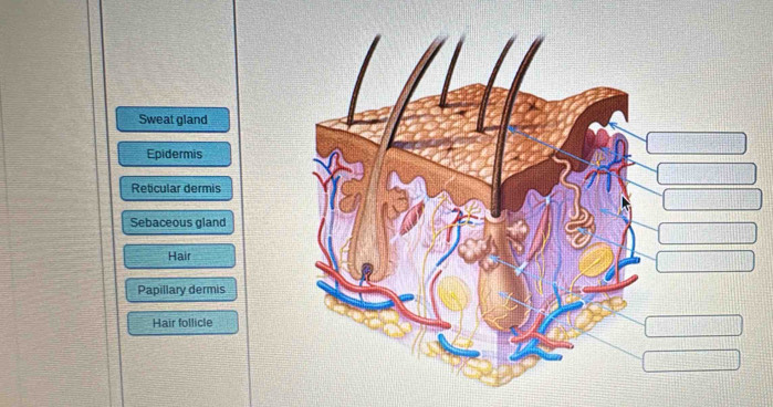 Sweat gland
Epidermis
Reticular dermis
Sebaceous gland
Hair
Papillary dermis
Hair follicle