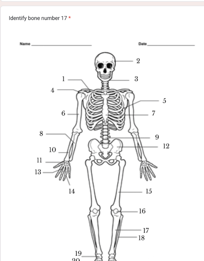 Identify bone number 17 * 
Name_ Date_ 
19