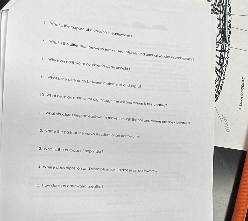 What is the purpose of a cocoon in earthworms? 
7. What is the difference between seminal receptacles and seminal vesicles in earthworms? 
8. Why is an earthworm considered as an annelid? 
9. What is the difference between metameres and septa? 
10. What helps an earthworm dig through the soil and where is this located? 
11. What structures help an earthworm move through the soil and where are they located? 
C 
12. Name the parts of the nervous system of an earthworm. 
13. What is the purpose of nephridia? 
14. Where does digestion and absorption take place in an earthworm? 
15. How does an earthworm breathe?