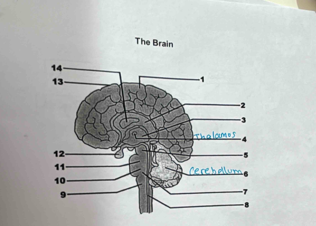 The Brain