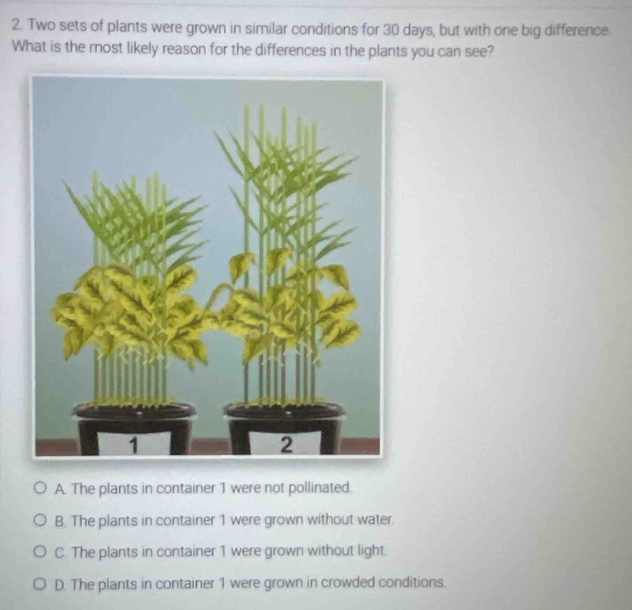 Two sets of plants were grown in similar conditions for 30 days, but with one big difference.
What is the most likely reason for the differences in the plants you can see?
A. The plants in container 1 were not pollinated.
B. The plants in container 1 were grown without water.
C. The plants in container 1 were grown without light.
D. The plants in container 1 were grown in crowded conditions.