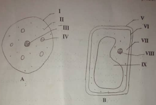 VI 
VII 
VIII 
IX 
B