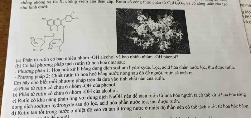 chống phóng xạ tia X, chống viêm câu thận cập. Rutin có công thức phân từ
như hình dưới: C_27H_30O_1 16 và có công thức cấu tạo ng mà
(độ
66
và c
(a) Phân tử rutin có bao nhiêu nhóm -OH alcohol và bao nhiêu nhóm -OH phenol?
(b) Có hai phương pháp tách rutin từ hoa hoè như sau:
- Phương pháp 1: Hoa hoè xử lí bằng dung dịch sodium hydroxyde. Lọc, acid hóa phần nước lọc, thu được rutin.
- Phương pháp 2: Chiết rutin từ hoa hoè bằng nước nóng sau đó đề nguội, rutin sẽ tách ra.
Em hãy cho biết mỗi phương pháp trên đã dựa vào tính chất nào của rutin.
a) Phân tử rutin có chứa 6 nhóm -OH của phenol.
b) Phân tử rutin có chứa 6 nhóm -OH của alcohol.
c) Rutin có khả năng phản ứng với dung dịch NaOH nên đề tách rutin từ hoa hòe người ta có thể xử lí hoa hòe bằng
dung dịch sodium hydroxyde sau đó lọc, acid hóa phần nước lọc, thu được rutin.
d) Rutin tan tốt trong nước ở nhiệt độ cao và tan ít trong nước ở nhiệt độ thấp nên có thể tách rutin từ hoa hòe bằng
nguôi