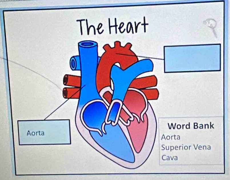 The Heart