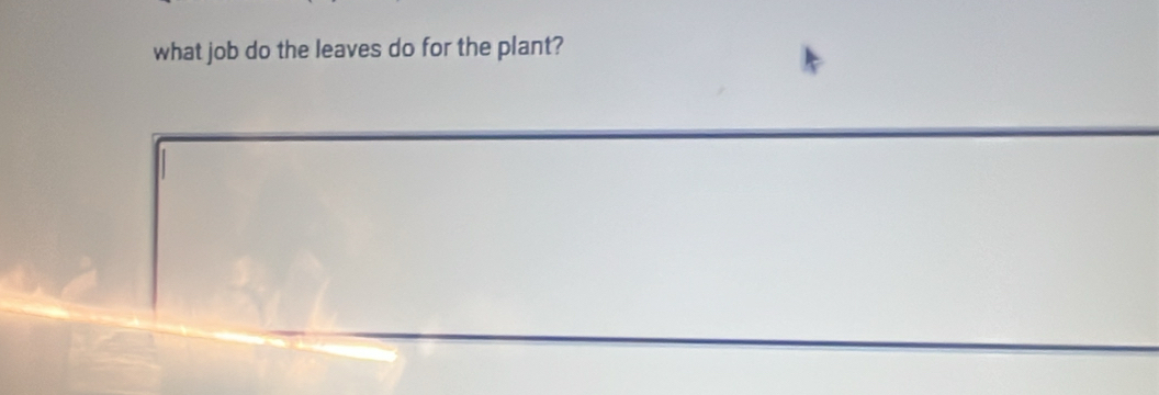 what job do the leaves do for the plant?