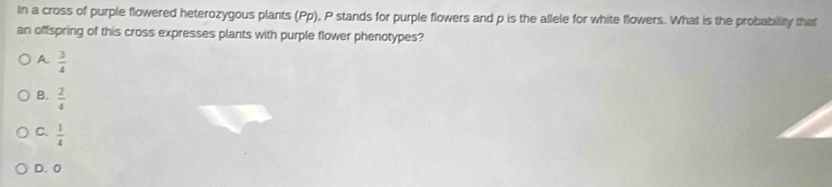 In a cross of purple flowered heterozygous plants (Pp), P stands for purple flowers and p is the allele for white flowers. What is the probability that
an offspring of this cross expresses plants with purple flower phenotypes?
A  3/4 
B.  2/4 
C.  1/4 
D. 0