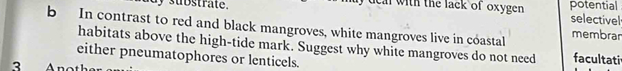 dy substrate. potential 
y de al with the lack of oxygen . 
selectivel 
b In contrast to red and black mangroves, white mangroves live in coastal membran 
habitats above the high-tide mark. Suggest why white mangroves do not need facultati 
either pneumatophores or lenticels.