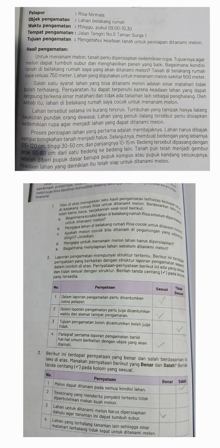 Pelapor : Risa Nirmala
Objek pengamatan : Lahan belakang rumah
Waktu pengamatan : Minggu, pukul 09.00-10.30
Tempat pengamatan: Jalan Tengiri No.5 Taman Surga 1
Tujuan pengamatan : Mengetahui keadaan tanah untuk persiapan ditanami melon.
Hasil pengamatan:
Untuk menanam melon, tanah perlu dipersiapkan sedemikian rupa. Tujuannya agar
melon dapat tumbuh subur dan menghasilkan panen yang baik. Bagaimana kondisi
tanah di belakang rumah saya yang akan ditanami melon? Tanah di belakang rumah
saya seluas 750 meter. Lahan yang digunakan untuk menanam melon sekitar 500 meter.
Salah satu syarat lahan yang bisa ditanami melon adalah sinar matahari tidak
boleh terhalang. Persyaratan itu dapat terpenuhi karena keadaan lahan yang dapat
langsung terkena sinar matahari dan tidak ada tanaman lain sebagai penghalang. Oleh
sebab itu, lahan di belakang rumah saya cocok untuk menanam melon.
Lahan tersebut selama ini kurang terurus. Tumbuhan yang tampak hanya ilalang
seukuran pundak orang dewasa. Lahan yang penuh ilalang tersebut perlu disiapkan
sedemikian rupa agar menjadi lahan yang dapat ditanami melon.
Proses persiapan lahan yang pertama adalah membajaknya. Lahan harus dibajak
sampai bongkahan tanah menjadi halus. Selanjutnya, membuat bedengan yang lebarnya
100-120 cm, tinggi 30-50 cm, dan panjangnya 10-15 m. Bedeng tersebut dipasang dengan
Jarak 50-60 cm dari satu bedeng ke bedeng lain. Tanah pun telah menjadi gembur
setelah diberi pupuk dasar berupa pupuk kompos atau pupuk kandang secukupnya.
Keadaan lahan yang demikian itu telah siap untuk ditanami melon.
Kandungan proteinn a,  vitar
melon juga bisa dijadikan komoditas dagan sen n
keuntur
finansial
1. Teks di atas merupakan teks hasil pengamatan terhadap kesiapan la 
di belakang rumah Risa untuk ditanami melon. Berdasarkan teks ya
telah kamu baca, kerjakanlah soal-soal berikut.
a  Bagaimana kondisi lahan di belakang rumah Risa sebelum dipersiap
untuk ditanami melon?
b. Mengapa lahan di belakang rumah Risa cocok untuk ditanami mel
c. Apakah melon cocok bila ditanam di pegunungan yang udarany
dingin? Jelaskan.
d. Mengapa untuk menanam melon lahan harus dipersiapkan?
e. Bagaimana menyiapkan lahan sebelum ditanami melon?
2. Laporan pengamatan mempunyai struktur tertentu. Berikut ini terdapa
pernyataan yang berkaitan dengan struktur laporan pengamatan sepert
dalam contoh di atas. Pernyataan-pernyataan berikut ini ada yang sesua
dan tidak sesuai dengan struktur. Berilah tanda centang (✔) pada kolom
yang tersedia.
apat pernyataan yang benar dan salah berdasarkan is
teks di atas. Manakah pernyataan berikut yang Benar dan Salah? Berilah
tanda centang (✓) pad