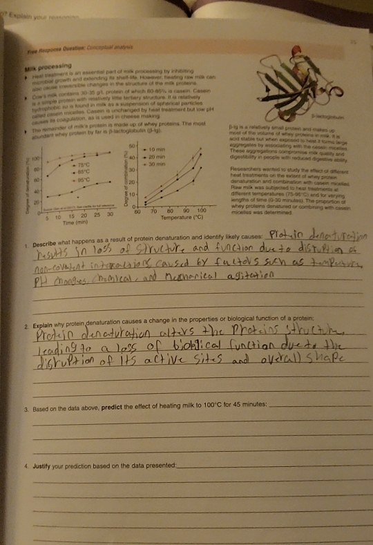 Explain your ressonin 
Fiée Résponse Question: Concoptual analysiy
Milk processing
Heal creatment is an essential part of milk processing by inhibiting
mcrobial growth and extending its shelf-sie. However, heating naw milk can
alse cause teversible changes in the structure of the milk proteins
Cow's milk containa 30-35 g/l, protein of which 60-65% is casein. Casein
s a simple protein with relstively little tertiary structure. It is relatively
ti ophobic in ia found in milx as a suspension of spherical particles
cased casein inicelles. Casoin is unchanged by heat treatment but low ph
causes as coagulation, as is used in cheese making
βctoguon
Ts remainder of milka protsin is made up of whey protains. The most
acundant whey protein by far is β-lactoglobulin (3-lg).
(-g is a reletively small pritew and makes up 
most of the volume of whey proteins in ek, a i
acid stable but when expesed to head it forms lege .
60 aggregates by associating with the cessin micese
10min These aggregations compromise mar quality and
100
2 40 20min digestibility in people with reduced digestive atlity
75°C 90min Researchers wanted to study the affect of differers
B5°C 30
heat treatmants on the extent of whey proter 
denaturation and combination with casein micelles
6 -95°C 20 Raw milk was subjected to heat treatments at
` 20 5 10 15 20 25 30 60 7 90 100 whey proteins denatured or combining with cassin.
different temperatures (75-95 ''C) and for veryis
40 10 lengths off time (0-30 minules). The proportion of
0
micelles was determined 
Time (min) Temperature (*C)
_
t Describe what happens as a result of protein denaturation and identify likely causes:_
_
_
_
_
_
2. Explain why protein denaturation causes a change in the properties or biological function of a protein:
_
_
_
_
3. Based on the data above, predict the effect of heating milk to 100°C for 45 minutes:_
_
_
_
4. Justify your prediction based on the data presented:
_
_
_
_
_
_