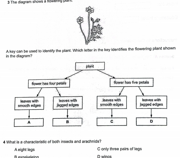 Solved: The diagram shows a flowering plant. A key can be used to ...
