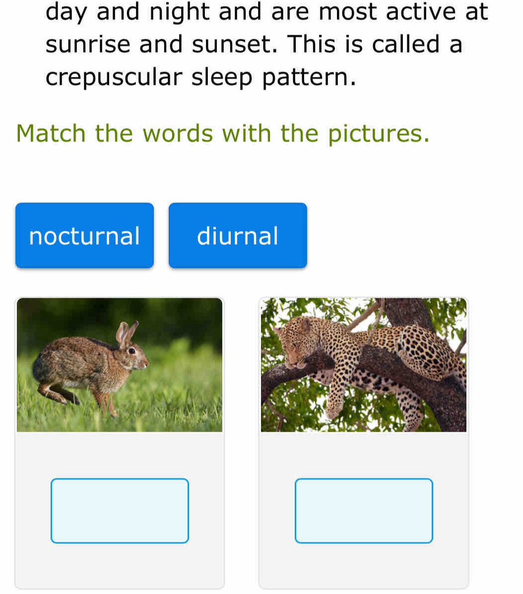 day and night and are most active at
sunrise and sunset. This is called a
crepuscular sleep pattern.
Match the words with the pictures.
nocturnal diurnal