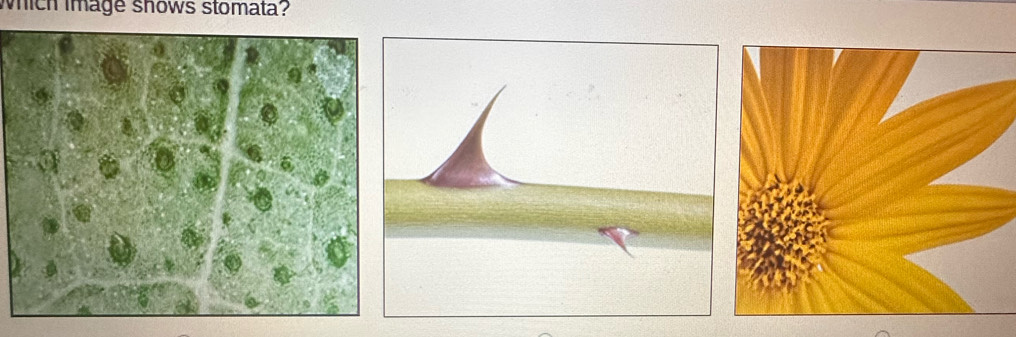 which image shows stomata?