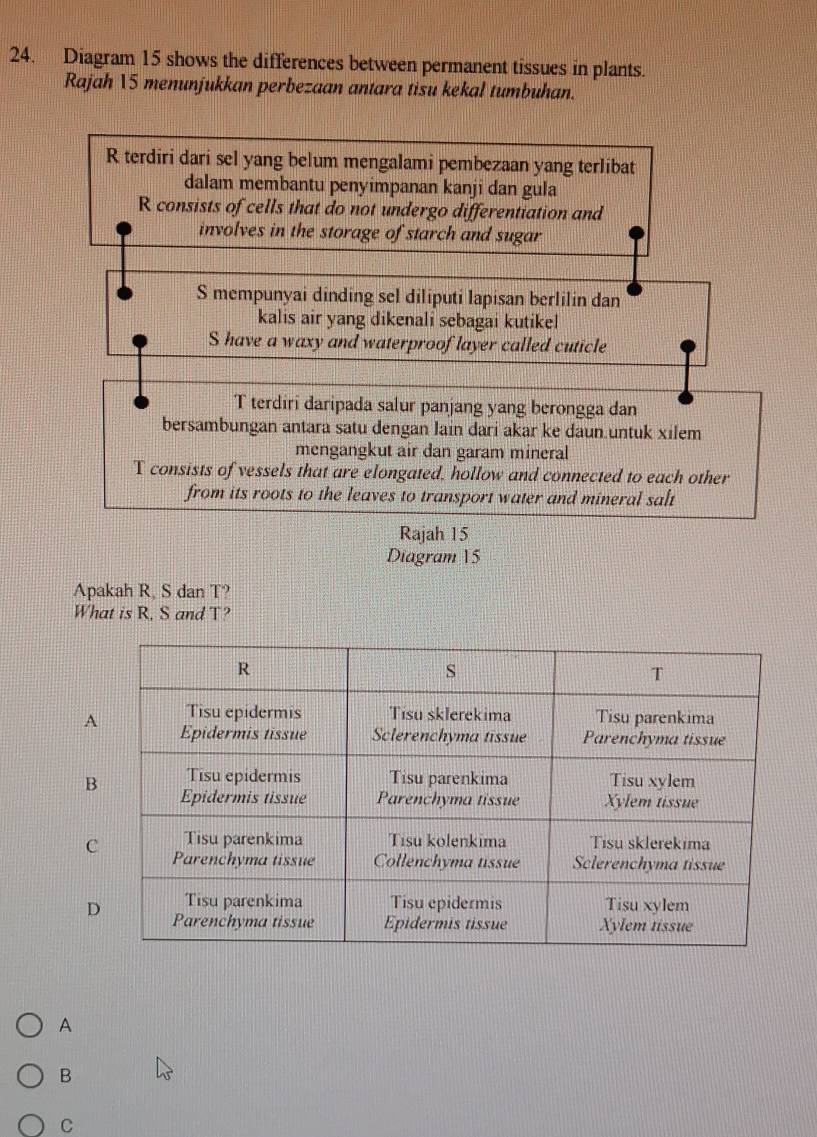 Diagram 15 shows the differences between permanent tissues in plants.
Rajah 15 menunjukkan perbezaan antara tisu kekal tumbuhan.
R terdiri dari sel yang belum mengalami pembezaan yang terlibat
dalam membantu penyimpanan kanji dan gula
R consists of cells that do not undergo differentiation and
involves in the storage of starch and sugar
S mempunyai dinding sel diliputi lapisan berlilin dan
kalis air yang dikenali sebagai kutikel
S have a waxy and waterproof layer called cuticle
T terdiri daripada salur panjang yang berongga dan
bersambungan antara satu dengan lain dari akar ke daun untuk xilem
mengangkut air dan garam mineral
T consists of vessels that are elongated, hollow and connected to each other
from its roots to the leaves to transport water and mineral salt
Rajah 15
Diagram 15
Apakah R, S dan T?
What is R, S and T?
A
B
C
D
A
B
C