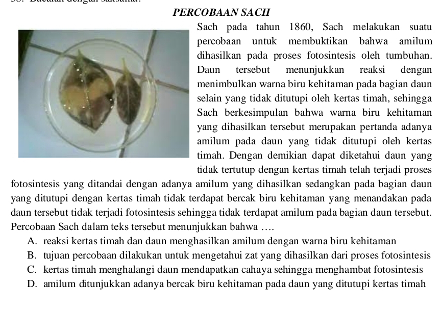 PERCOBAAN SACH
Sach pada tahun 1860, Sach melakukan suatu
percobaan untuk membuktikan bahwa amilum
dihasilkan pada proses fotosintesis oleh tumbuhan.
Daun tersebut menunjukkan reaksi dengan
menimbulkan warna biru kehitaman pada bagian daun
selain yang tidak ditutupi oleh kertas timah, sehingga
Sach berkesimpulan bahwa warna biru kehitaman
yang dihasilkan tersebut merupakan pertanda adanya
amilum pada daun yang tidak ditutupi oleh kertas
timah. Dengan demikian dapat diketahui daun yang
tidak tertutup dengan kertas timah telah terjadi proses
fotosintesis yang ditandai dengan adanya amilum yang dihasilkan sedangkan pada bagian daun
yang ditutupi dengan kertas timah tidak terdapat bercak biru kehitaman yang menandakan pada
daun tersebut tidak terjadi fotosintesis sehingga tidak terdapat amilum pada bagian daun tersebut.
Percobaan Sach dalam teks tersebut menunjukkan bahwa ….
A. reaksi kertas timah dan daun menghasilkan amilum dengan warna biru kehitaman
B. tujuan percobaan dilakukan untuk mengetahui zat yang dihasilkan dari proses fotosintesis
C. kertas timah menghalangi daun mendapatkan cahaya sehingga menghambat fotosintesis
D. amilum ditunjukkan adanya bercak biru kehitaman pada daun yang ditutupi kertas timah