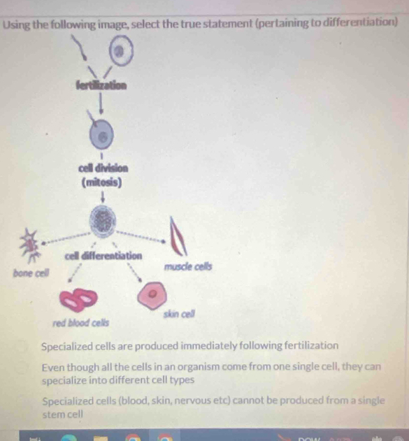 Using the following image, select the true statement (pertaining to differentiation)
b
Specialized cells are produced immediately following fertilization
Even though all the cells in an organism come from one single cell, they can
specialize into different cell types
Specialized cells (blood, skin, nervous etc) cannot be produced from a single
stem cell