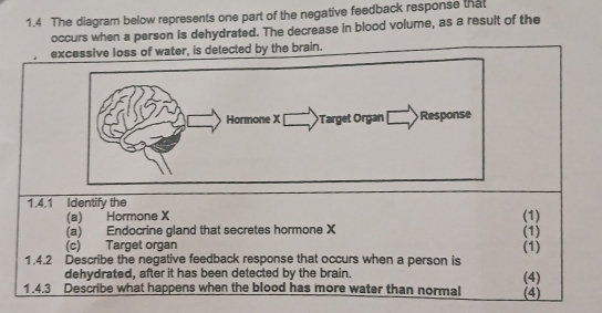 1.4 The diagram below represents one part of the negative feedback response that 
occurs when a person is dehydrated. The decrease in blood volume, as a result of the 
excessive loss of water, is detected by the brain. 
Hormone X Target Organ Response 
1.4.1 Identify the 
(a) Hormone X (1) 
(a) Endocrine gland that secretes hormone X (1) 
(c) Target organ (1) 
1.4.2 Describe the negative feedback response that occurs when a person is 
dehydrated, after it has been detected by the brain. (4) 
1.4.3 Describe what happens when the blood has more water than normal (4)