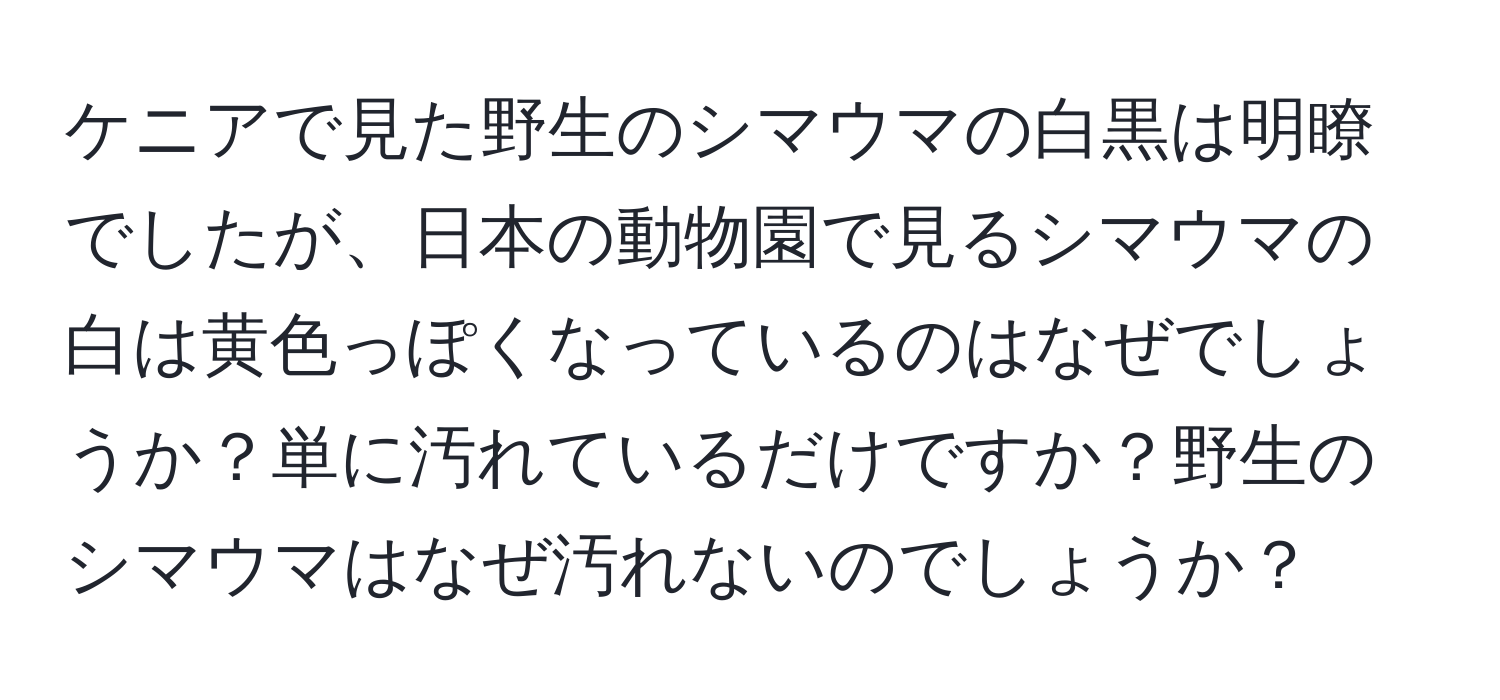 ケニアで見た野生のシマウマの白黒は明瞭でしたが、日本の動物園で見るシマウマの白は黄色っぽくなっているのはなぜでしょうか？単に汚れているだけですか？野生のシマウマはなぜ汚れないのでしょうか？