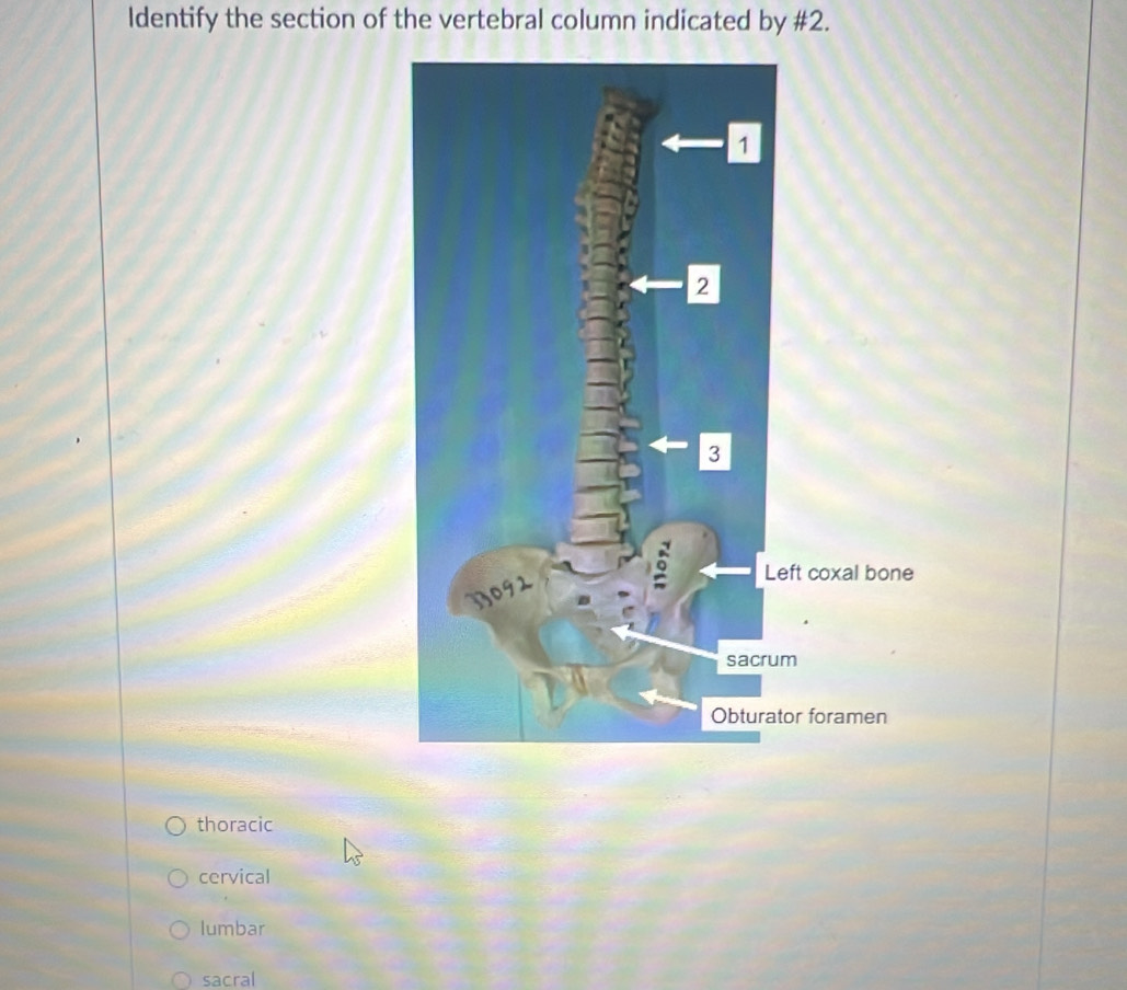 Identify the section of the vertebral column indicated by #2.
thoracic
cervical
lumbar
sacral