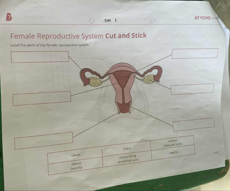 Solved: BEYOND sc DAY 2 Female Reproductive System Cut and Stick Label ...
