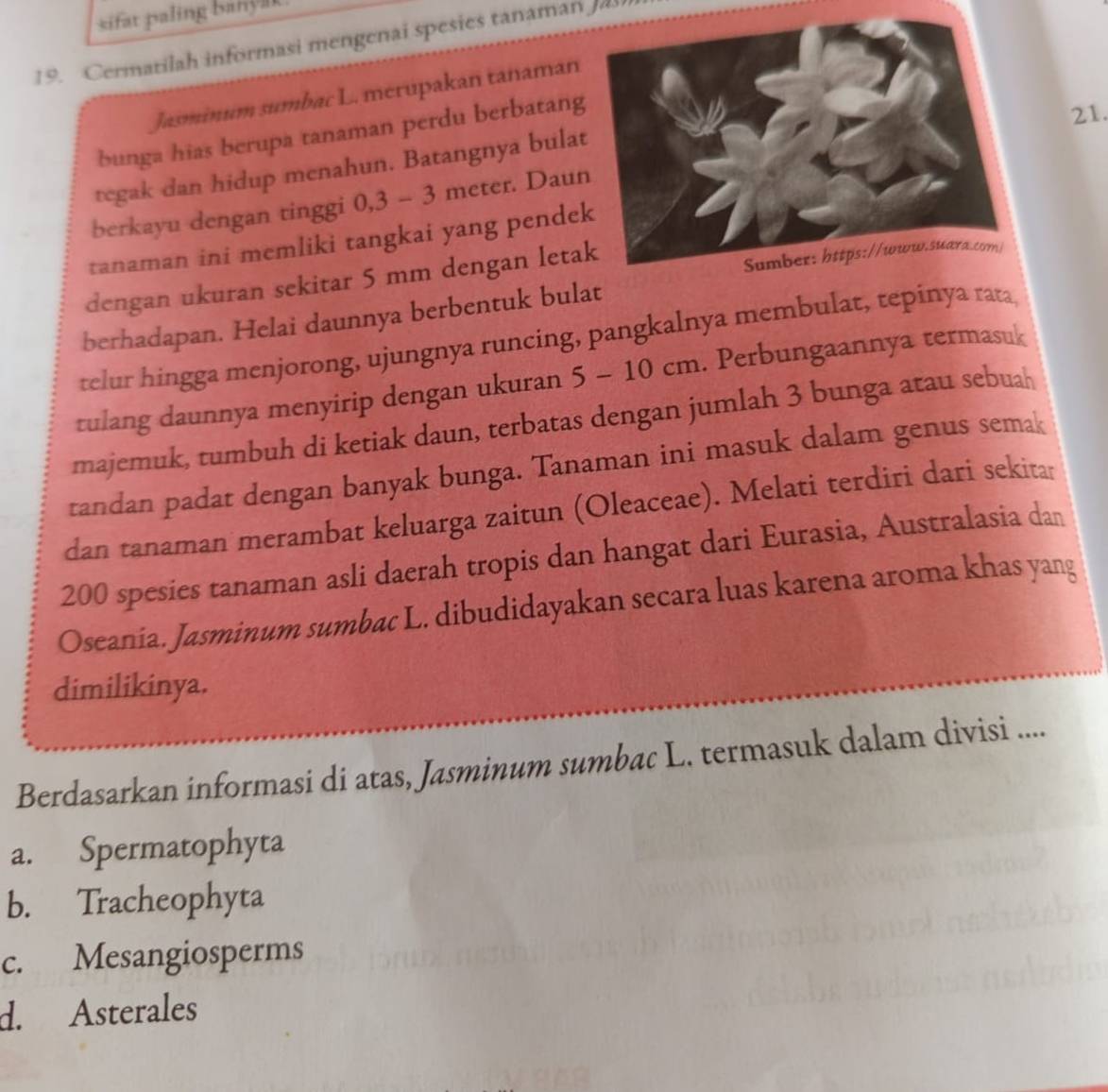 sifat paling banyk
19. Cermatilah informasi mengenai spesies tanaman Ja
Jasminum sumbac L. merupakan tanaman
bunga hias berupa tanaman perdu berbatang
21.
tegak dan hidup menahun. Batangnya bula
berkayu dengan tinggi 0,3 - 3 meter. Dau
tanaman ini memliki tangkai yang pende
dengan ukuran sekitar 5 mm dengan leta
berhadapan. Helai daunnya berbentuk bulat
relur hingga menjorong, ujungnya runcing, pangkalnya membulat, tepinya rara
tulang daunnya menyirip dengan ukuran 5 - 10 cm. Perbungaannya termasuk
majemuk, tumbuh di ketiak daun, terbatas dengan jumlah 3 bunga atau sebuah
tandan padat dengan banyak bunga. Tanaman ini masuk dalam genus semak
dan tanaman merambat keluarga zaitun (Oleaceae). Melati terdiri dari sekitar
200 spesies tanaman asli daerah tropis dan hangat dari Eurasia, Australasia dan
Oseania. Jasminum sumbac L. dibudidayakan secara luas karena aroma khas yang
dimilikinya.
Berdasarkan informasi di atas, Jasminum sumbac L. termasuk dalam divisi ....
a. Spermatophyta
b. Tracheophyta
c. Mesangiosperms
d. Asterales