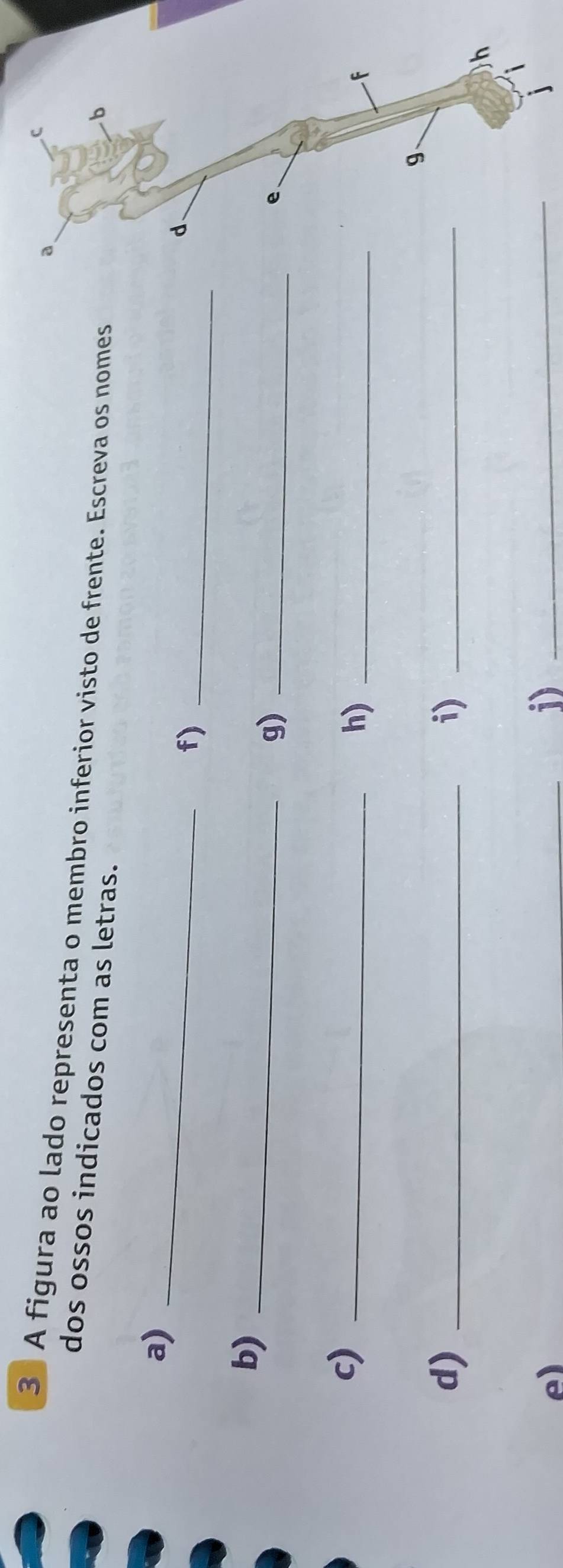 A figura ao lado representa o membro inferior visto de frente. Escreva os nomes 
dos ossos indicados com as letras. 
a)_ 
f)_ 
b)_ 
g)_ 
c)_ 
h)_ 
d)_ 
i)_ 
e) 
i)_