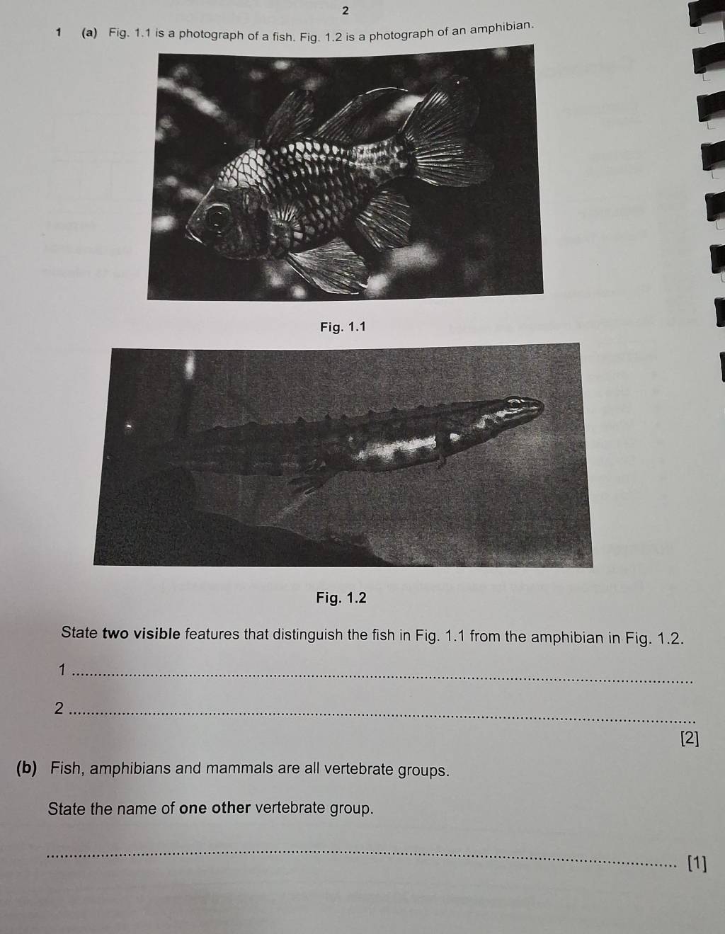 2 
1 (a) Fig. 1.1 is a photograph of a fish. Fig. 1.2 is a photograph of an amphibian. 
Fig. 1.1 
Fig. 1.2 
State two visible features that distinguish the fish in Fig. 1.1 from the amphibian in Fig. 1.2. 
_1 
_2 
[2] 
(b) Fish, amphibians and mammals are all vertebrate groups. 
State the name of one other vertebrate group. 
_ 
[1]