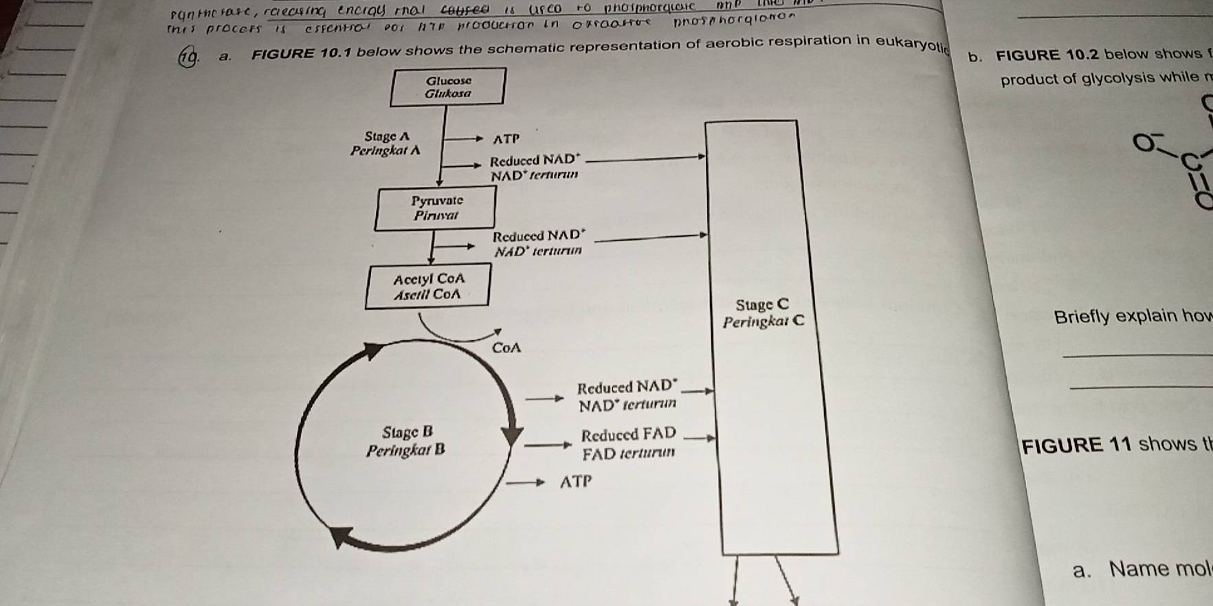 gn tholase, rolecsing EnCIQyMat caured is UrCO to photphorgicic I b 
This procefs is esfentrot po1 hip production in Oxsaartue phosy horgiono  
_
áq. a. FIGURE 10.1 below shows the schematic representation of aerobic respiration in eukaryolic b. FIGURE 10.2 below shows 
product of glycolysis while n
Briefly explain hov
_
_
FIGURE 11 shows t
a. Name mol