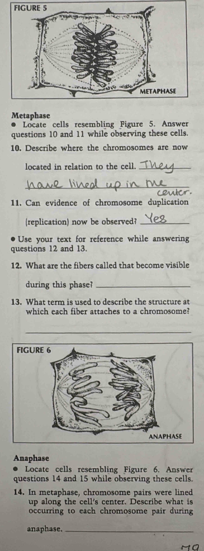 Metaphase 
Locate cells resembling Figure 5. Answer 
questions 10 and 11 while observing these cells. 
10. Describe where the chromosomes are now 
located in relation to the cell._ 
_ 
11. Can evidence of chromosome duplication 
(replication) now be observed?_ 
Use your text for reference while answering 
questions 12 and 13. 
12. What are the fibers called that become visible 
during this phase?_ 
13. What term is used to describe the structure at 
which each fiber attaches to a chromosome? 
_ 
Anaphase 
Locate cells resembling Figure 6. Answer 
questions 14 and 15 while observing these cells. 
14. In metaphase, chromosome pairs were lined 
up along the cell's center. Describe what is 
occurring to each chromosome pair during 
anaphase._