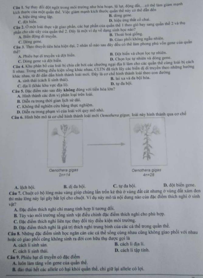 Sự thay đổi đột ngột trong môi trường như hòa hoạn, lũ lụt, động đất,..có thể làm giám mạnh
kích thước của một quần thể. Việc giám mạnh kích thước quản thể này có thể dẫn đên
A. hiệu ứng sáng lập. B. dòng gene.
C. đột biển. D. hiệu ứng thất cổ chai.
Câu 2. Ở một loài thực vật giao phần, các hạt phần của quần thể 1 theo gió bay sang quần thể 2 và thụ
phần cho các cây của quân thể 2. Đây là một ví dụ về dạng sinh học não?
A. Biến động đi truyền. B. Thoái hoá giống.
C. Dòng gene. D. Giao phối không ngẫu nhiên.
Câu 3. Theo thuyết tiên hóa hiện đại, 2 nhãn tổ nào sau đây đều có thể làm phong phú vốn gene của quản
thể?
A. Phiêu bạt di truyền và đột biển. B. Đột biến và chọn lọc tự nhiên.
C. Dóng gene và đột biển. D. Chọn lọc tự nhiên và đòng gene.
Câu 4. Khu phân bố của loài bị chia cất bởi các chướng ngại địa lí lâm cho các quần thể cùng loài bị cách
li nhau. Trong những điều kiện sống khác nhau, CLTN đã tích lũy các biến dị di truyền theo những hưởng
khác nhau, từ đô dẫn dẫn hình thành loài mới. Đây là cơ chế hình thành loài theo con đường
A. sinh thái (cách lǐ sinh thái). B. lai xa và đa bội hóa.
C. địa lí (khác khu vực địa lí). D. tự đa bội.
Câu 5. Đặc điểm nào sau đây không đũng với tiển hóa lớn?
A. Hình thành các đơn vị phân loại trên loài.
B. Diễn ra trong thời gian lịch sử dài.
C. Không thể nghiên cứu bằng thực nghiệm.
D. Diễn ra trong phạm vi của loài với quy mô nhỏ.
Câu 6. Hình bên mô tả cơ chế hình thành loài mới Oenothera gigas, loài này hình thành qua cơ chế
Oenothera gigas Oenothera gigas
2n=14
4n=28
A. lệch bội. B. dị đa bội. C. tự đa bội. D. đột biến gene.
Câu 7. Chuột có bộ lông màu vàng giúp chúng lần trốn kê thù ở vùng đất cát nhưng ở vùng đất xám đen
thì màu lông này lại gây bắt lợi cho chuột. Ví dụ này mô tả nội dung nào của đặc điểm thích nghĩ ở sinh
vật?
A. Đặc điểm thích nghi chi mang tính hợp lí tương đối.
B. Tùy vào môi trường sống sinh vật điều chỉnh đặc điểm thích nghi cho phù hợp.
C. Đặc điểm thích nghi liên tục thay đổi tùy điều kiện môi trường.
D. Đặc điểm thích nghi là giá trị thích nghi trung bình của các cá thể trong quần thể.
Câu 8. Những đặc điểm sinh học ngăn cản các cá thể sống cùng nhau cũng không giao phối với nhau
hoặc có giao phối cũng không sinh ra đời con hữu thụ được gọi là
A. cách li sinh sản. B. cách li địa li.
C. cách li sinh thái. D. cách li tập tính.
Câu 9. Phiêu bạt di truyền có đặc điểm
A. luôn làm tăng vốn gene của quần thế,
B. đáo thái hết các allele có hại khỏi quần thể, chi giữ lại allele có lợi.