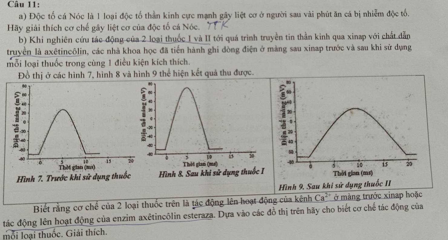 Độc tố cá Nóc là 1 loại độc tố thần kinh cực mạnh gây liệt cơ ở người sau vài phút ăn cá bị nhiễm độc tố. 
Hãy giải thích cơ chế gây liệt cơ của độc tố cá Nóc. 
b) Khi nghiên cứu tác động của 2 loại thuốc I và II tới quá trình truyền tin thần kinh qua xinap với chất dẫn 
truyền là axêtincôlin, các nhà khoa học đã tiến hành ghi dòng điện ở màng sau xinap trước và sau khi sử dụng 
mỗi loại thuốc trong cùng 1 điều kiện kích thích. 
Đồ thị ở các hình 7, hình 8 và hình 9 thể hiện kết quả thu được.
80
80
80
1 9.
60
A
40
20
20
。 0
-20
-20 20
40
40
-60
-60 40
-80
80
-80 δ 5 10 . 1s 20 。 5 1o is i0
Thời gian (ms) Thời gian (ms) -80
。 5 10 is 20
Hình 7. Trước khi sử dụng thuốc Hình 8. Sau khi sử dụng thuốc I Thời gian (ms) 
Hình 9. Sau khi sử dụng thuốc II 
Biết rằng cơ chế của 2 loại thuốc trên là tác động lên hoạt động của kênh Ca^(2+) ở màng trước xinap hoặc 
tác động lên hoạt động của enzim axêtincôlin esteraza. Dựa vào các đồ thị trên hãy cho biết cơ chế tác động của 
mỗi loại thuốc. Giải thích.