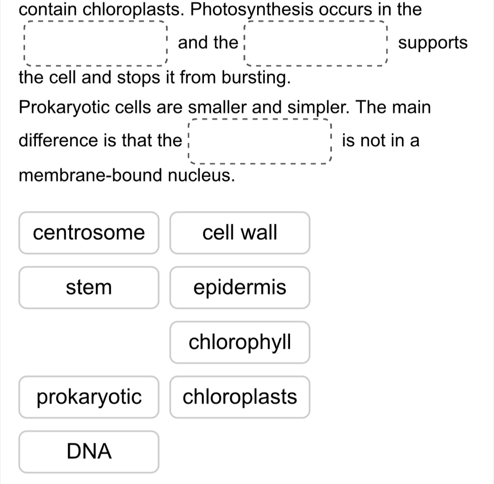 contain chloroplasts. Photosynthesis occurs in the
and the supports
the cell and stops it from bursting.
Prokaryotic cells are smaller and simpler. The main
difference is that the is not in a
membrane-bound nucleus.
centrosome cell wall
stem epidermis
chlorophyll
prokaryotic chloroplasts
DNA