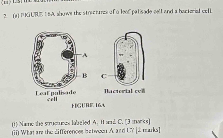 List the strue 
2. (a) FIGURE 16A shows the structures of a leaf palisade cell and a bacterial cell. 

FIGURE 16A 
(i) Name the structures labeled A, B and C. [3 marks] 
(ii) What are the differences between A and C? [2 marks]