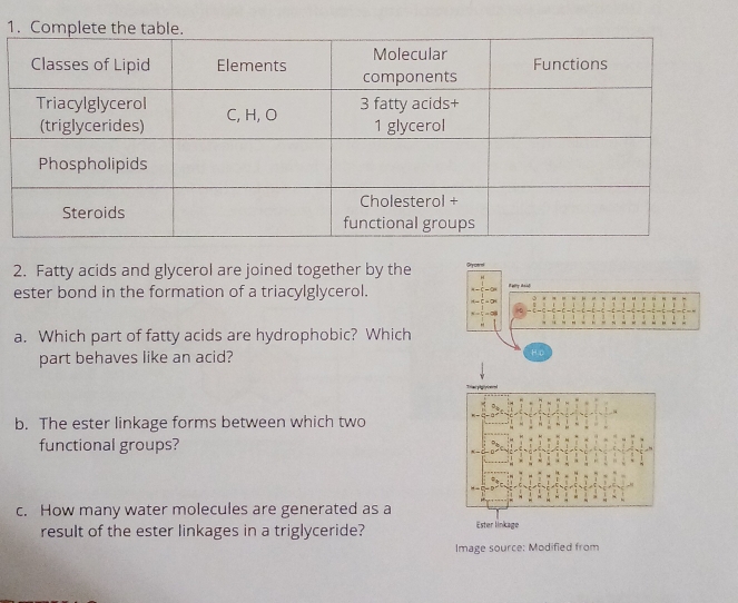 1 
2. Fatty acids and glycerol are joined together by the 
ester bond in the formation of a triacylglycerol. 
a. Which part of fatty acids are hydrophobic? Which 
part behaves like an acid? 
b. The ester linkage forms between which two 
functional groups? 
c. How many water molecules are generated as a 
result of the ester linkages in a triglyceride? 
Image source: Modified from