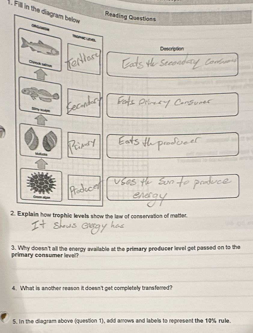 Fill in the diagram below 
Reading Questions 
ORGANSM TROPHIG LIEVEL 
Description 
Chinock salmon 
Slimy sculpia 
Mellusks 
Green algae 
2. Explain how trophic levels show the law of conservation of matter. 
3. Why doesn't all the energy available at the primary producer level get passed on to the 
primary consumer level? 
4. What is another reason it doesn't get completely transferred? 
5. In the diagram above (question 1), add arrows and labels to represent the 10% rule.