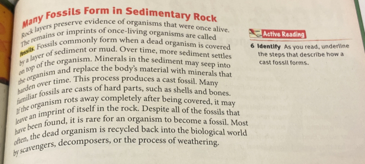 Solved: Many Fossils Form in Sedimentary Rock Rock layers preserve ...